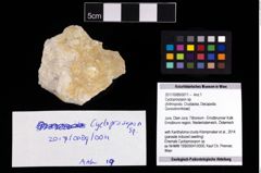Foto (Objekt + Etikett) von Cycloprosopon sp.  (NHMW-GEO-2017-0089-0011)